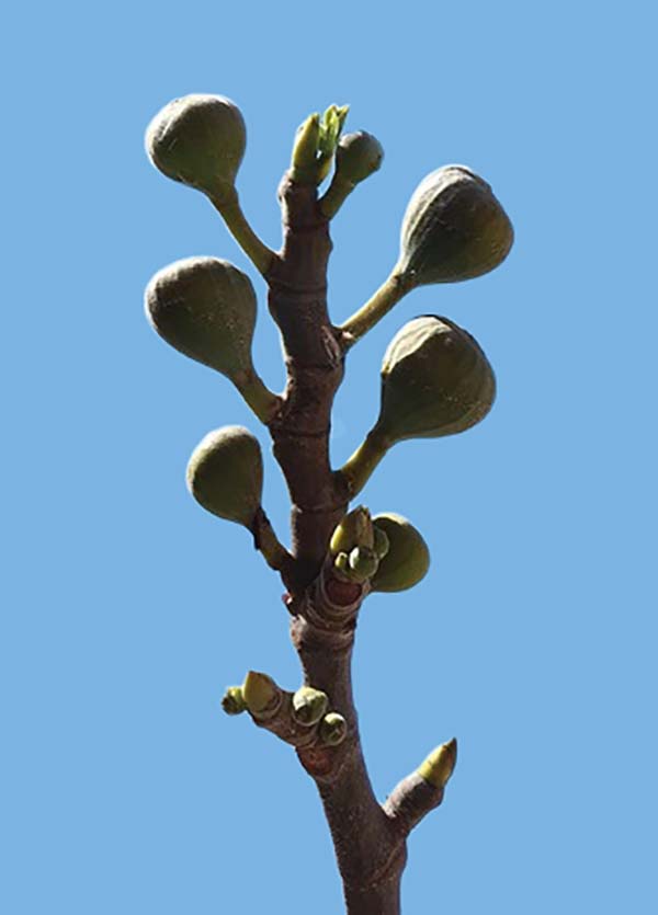 Jesus Loves Figs Renewed Belief